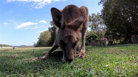 Live With A Smile Australia Youtube