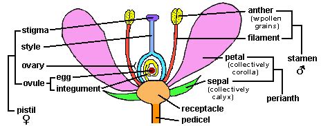 The pedicel and receptacle have typical structure, with a normal vascular cylinder. docs\lectsupl\print\page20