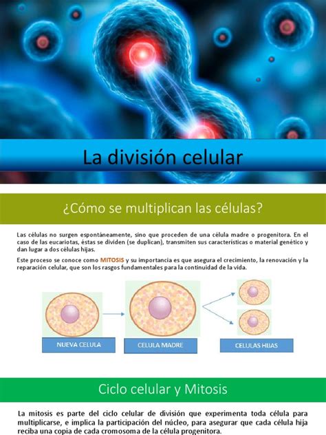 La División Celular Pdf Mitosis Ciclo Celular