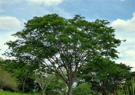 Selección De 8 árboles Tropicales Para Jardín Jardineria On