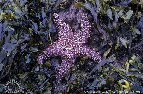 Starfish Purple Ochre Sea Star Pisaster Ochraceus Animals Images