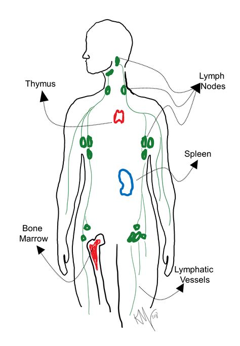 Lymphatic System Lymph Drawing Overview Vessels Dummies Nodes Clinical