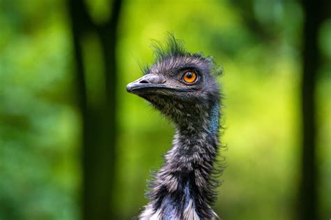 Funktionen zur annotation, signalverarbeitung und scripting. Head shot of an Emu image - Free stock photo - Public ...