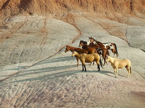 Horses Sand Brown Horse Run Animal Hd Wallpaper Peakpx