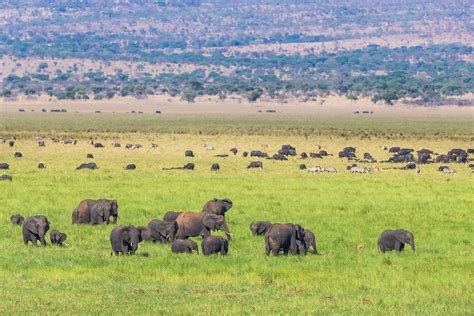 4 Days Tarangire And Serengeti Safari Tanzania Wildlife Safaris