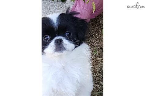 Japanese Chin Puppy For Adoption Near Salem Oregon 020a4573 D912