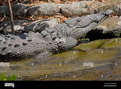 American Crocodile Crocodylus Acutus Stock Photo Alamy