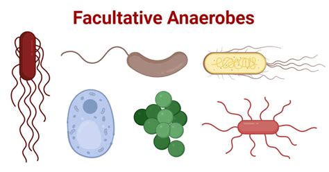 Facultative Anaerobes Characteristics Examples Uses