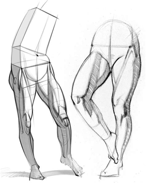 How To Draw Legs The Adductors Anatomy For Artists Anatomy Leg