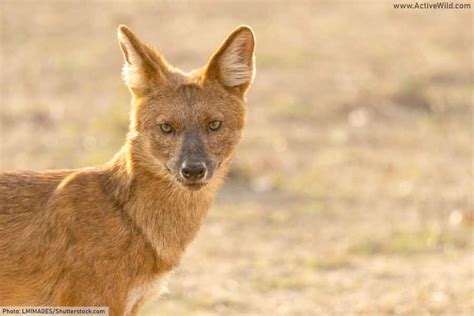 Dhole Facts Pictures And Information Discover An Endangered Asian Dog