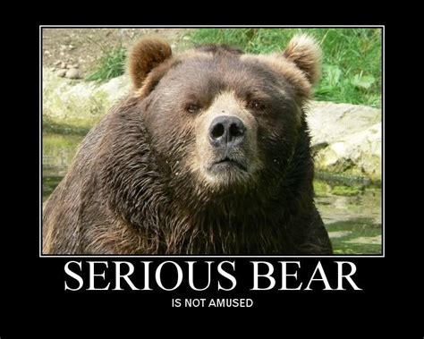 Bears Made Me Laugh I Seriously Need To Find A More Productive Hobby Funnies Funny Bears