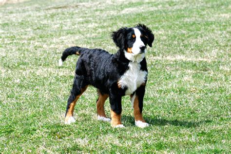 Bernese Mountain Dog Puppy On Grass Wallpapers And Images