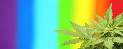 Plants can get the spectrum they most desire from this grow light and it's suitable for all stages of growth such as seeding, germination, vegetative & flowering. Best Light Spectrum To Grow Cannabis - GrowDiaries