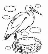 Coloring Stork Coloringtop sketch template