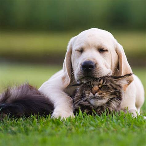 9 Dogs That Get Along With Cats
