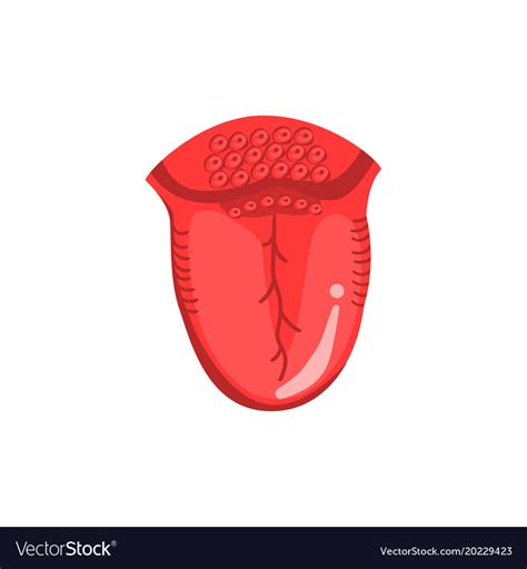 Human Tongue Internal Organ Anatomy Royalty Free Vector