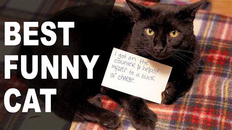 The Best Funny Cat Shaming Pictures On The Internet Kitty