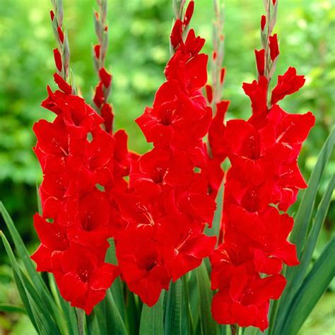 This Stunning Hot Red Gladioli Will Add A Flash Of Colour To Any Summer