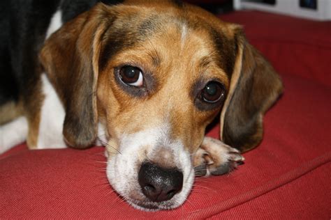 Beagle Puppy For Sale Birmingham | Beagle Puppy