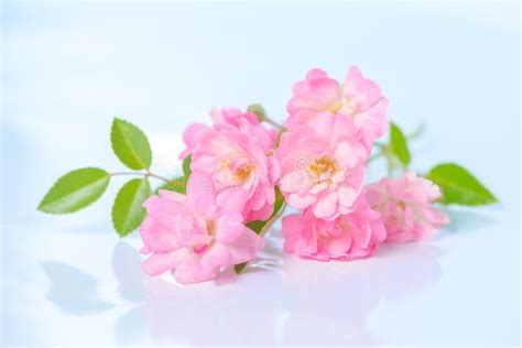 Bouquet Of Delicate Pink Rose On Blue Background Stock Photo Image Of