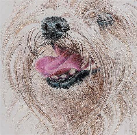Drawing A Long Haired Dog With Colored Pencils Part 2