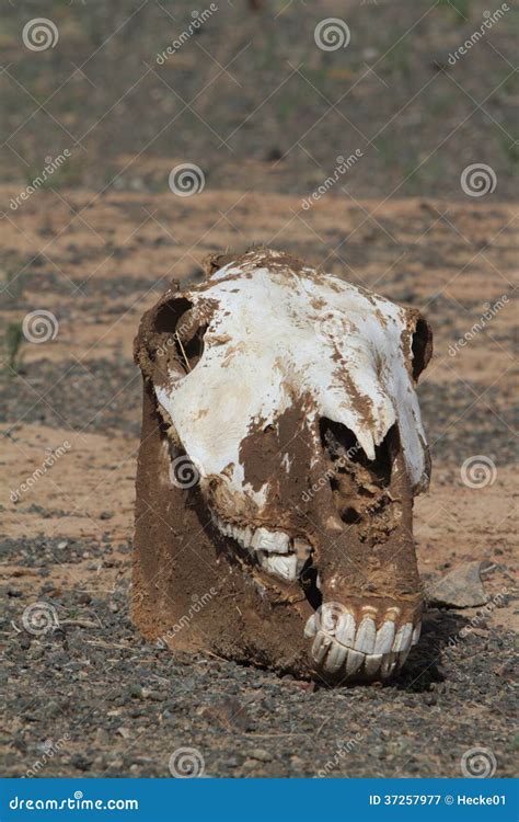 Skull Of Horse And Cow Stock Image Image Of Head Skull 37257977