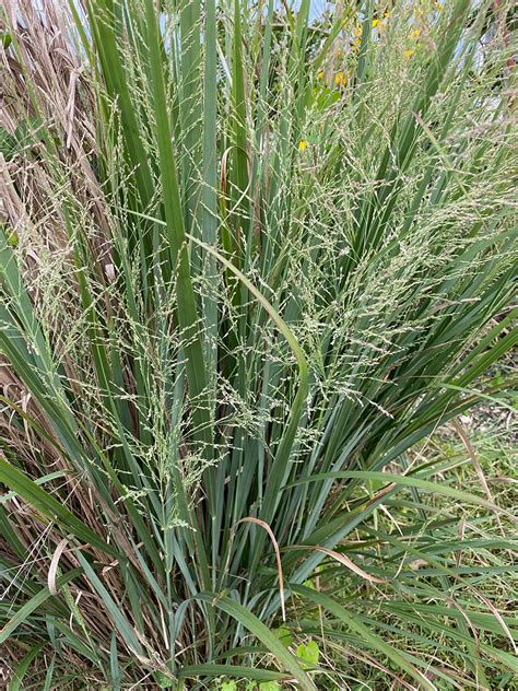 Ornamental Grasses That Shine In The South Finegardening