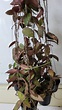 Hoya caudata 'Sumatra' - Large plant (LM) - Tropics @Home