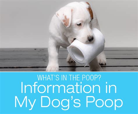 My Dogs Poop What Can You Learn From Your Dogs Stool