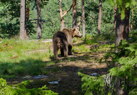 Gambar Pohon Hutan Gurun Musim Panas Margasatwa Binatang