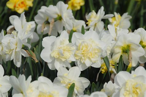 Narcissus Easter Born Southern Daffodil Bulb