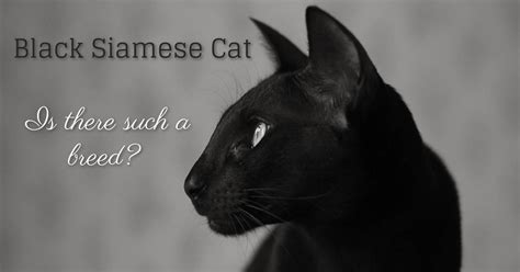 無料ダウンロード！ √ Black Snowshoe Cat 193621 Black Snowshoe Cat