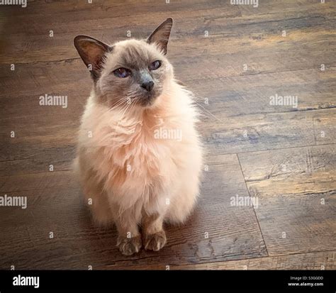 Older Balinese Cat Sitting On Timber Floor Looking Up Stock Photo Alamy