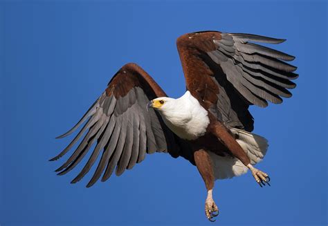 African Fish Eagle Photograph By Johan Swanepoel Pixels