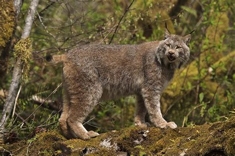 Canadian Lynx Photograph By Wes And Dotty Weber Fine Art America