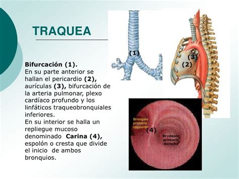 La respiración traqueal es propia de los artrópodos tanto acuáticos como terrestres. TRAQUEA (1) (3)Bif… | Fisiología, Anatomía