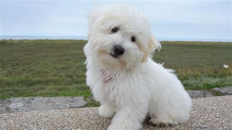 Coton De Tuléar Prix De Ce Chien Caractère Santé Alimentation