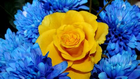 Yellow Wallpaper Blue Roses