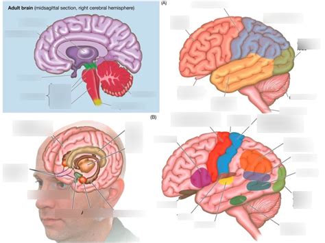 Biology Exam 3 Quizlet