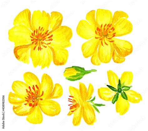 Watercolor Yellow Apricot Flower Set Mai Bong Hoa Mai The Flowers Of