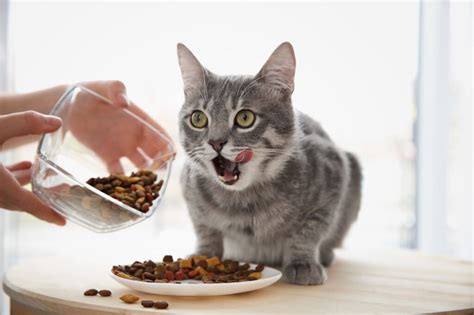 The top 10 best cat food for diarrhea in 2021. How To Stop Cat Diarrhea - 2020 Guide - Butterfly Labs