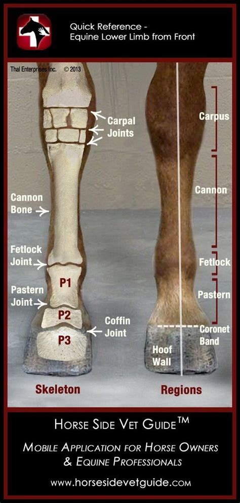 Equine Lower Limb From Front Horse Anatomy Anatomy Horse Health