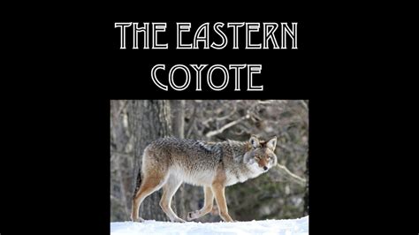 Living With Eastern Coyotes The Incredible Story Of Our Newest Wild