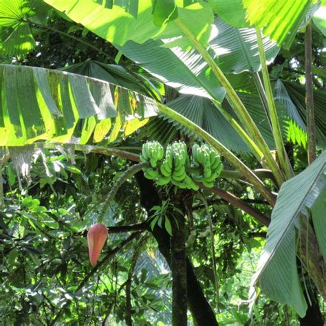 Banana Tree Rainforest Plants Banana Tree Jungle Tree