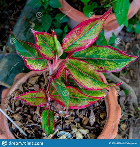 Colorful Croton Plant Or Long Leaf Croton Hybrid Tropical