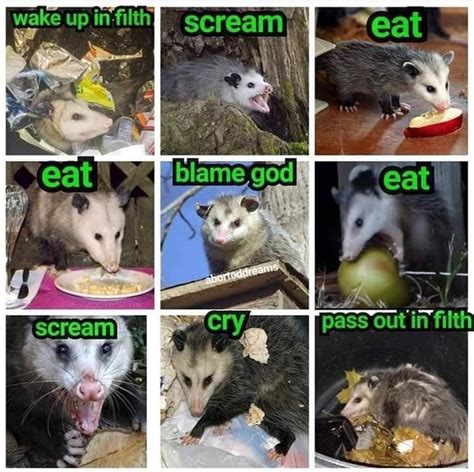 Screaming Possum Madness 40 Possum Memes Awesome Possum Possum