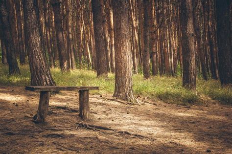 Bench In The Forest Old Wooden Bench In A Sunny Forest Stock Photo