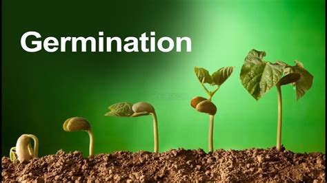 Germination In Hindi How Seeds Are Grow In Soil Germination Process