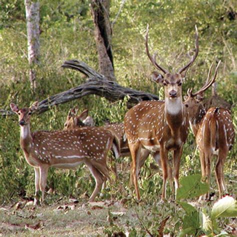Youll Experience Wildlife Like No Other At Bandipur National Park Which Has Been At The