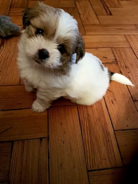 Shih Tzu Puppies For Sale Rochester Ny 187767